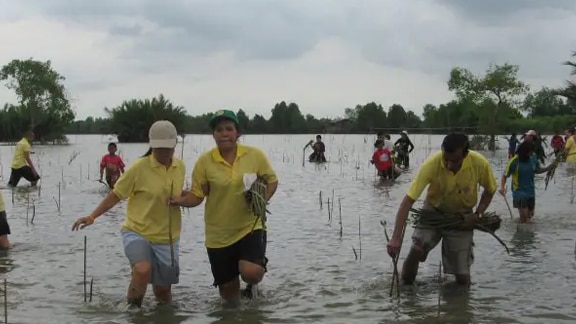 Volunteers planting saplings in a mangrove forest