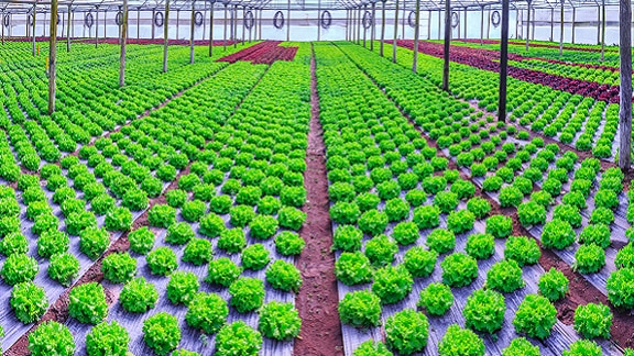 Lettuce plants growing at a greenhouse