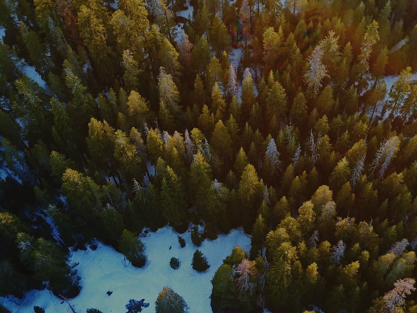 Aerial view of pine and spruce trees in a snowy forest